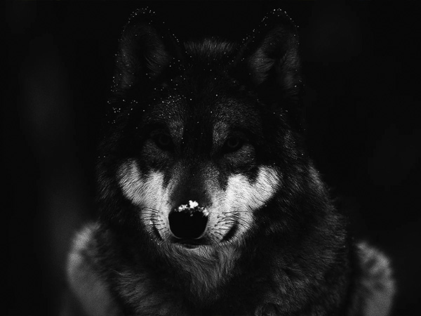 Логотип волка